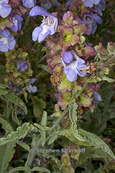 salvia pomifera ssp pomifera 4 graphic